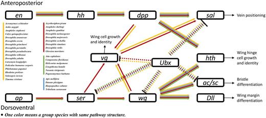 Insect wing development pathway. Arrowheads and bars indicate activation and repression, respectively. Dashed lines indicate Ubx-related regulation specific to fly halteres. Abbreviations: en, engrailed; hh, hedgehog; dpp, decapentaplegic; sal, spalt major; Ubx, Ultrabithorax; vg, vestigial; hth, homothorax; ap, apterous; Ser, Serrate; wg, wingless; Dll, Distalless; ac/sc, achaete/scute.
