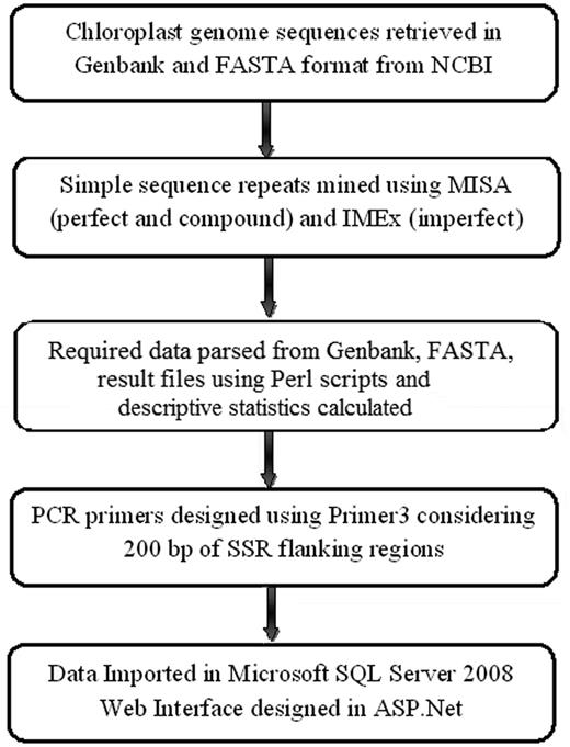 The workflow of ChloroSSRdb.