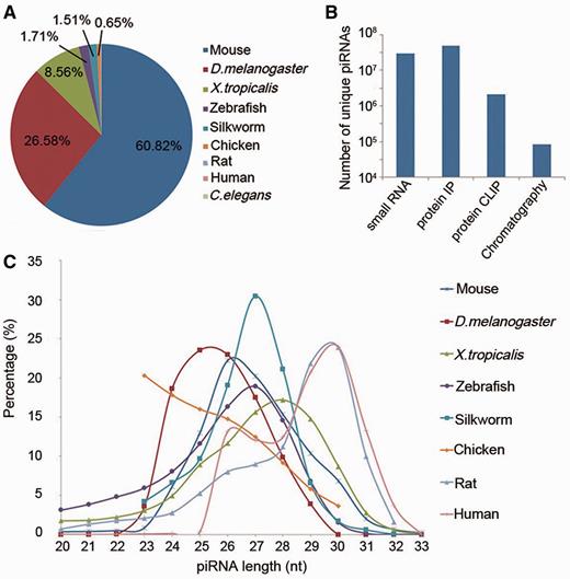 Overview of piRNA sequences in piRBase. (A) The percentage of unique piRNAs from each species in piRBase. (B) The amount of piRNA sequences obtained by different experimental methods. (C) Length distribution of unique piRNA sequences in piRBase. Caenorhabditis elegans piRNAs are not included as all reported sequences are 21 nt long.