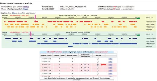 The comparative view of human–mouse miRNA promoter target sites. (A) Graphical view of predicted promoter target sites is illustrated for each organism in separate aligned panels; yellow for human and green for mouse. In each panel, the locations of predicted miRNA target sites and other genomic elements are displayed along 2000 bp sense upsteam sequences of human–mouse orthologous PRKAG1 gene. The genomic features shown include the clusters of AGO binding sites, transcription factor binding sites and repetitive elements. The pink lines, as indicated by the pink arrows, show the positions of target sites of miR-340 family on human and mouse upstream sequences. These are displayed after clicking the radio button in ‘Locate’ column of specified targeting miRNA family as listed in the summarized table (red arrow).