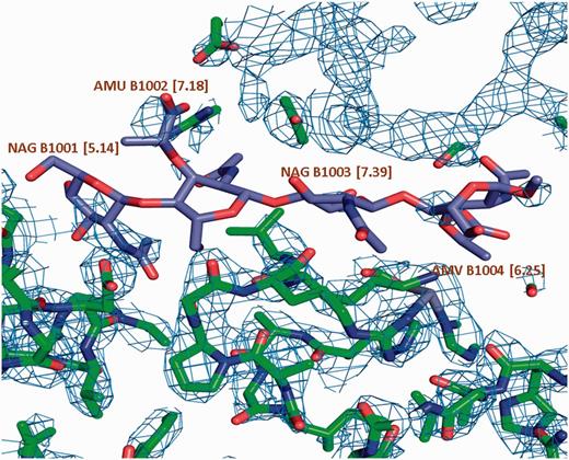 σ A weighted 2Fo-Fc map of a carbohydrate binding protein shown at a contour level of 0.35e/A^3. Very little electron density is observed for the oligosaccharide molecule. This is reflected in the high LLDF values (shown in parentheses) for each of the component carbohydrate moieties.