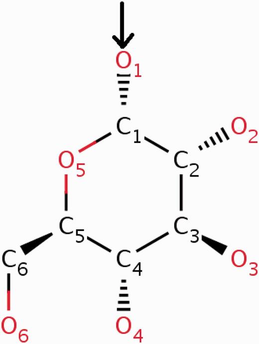 α- d -Glucose can form α( 1–4 ) glycosidic linkages with other carbohydrate molecules. During the oligomerization process, the O1 oxygen (highlighted in the figure) of the glucose is eliminated by the O4 oxygen of the other carbohydrate. To account for this condensation reaction, the O1 oxygen of α- d -glucose (GLC) is annotated in the CCD as a leaving atom. The two-dimensional diagram in this figure is a copy of the image from the RCSB PDB website ( http://rcsb.org/pdb/ligand/ligandsummary.do?hetId=GLC ). It was generated using the ChemAxon software ( http://www.chemaxon.com ).