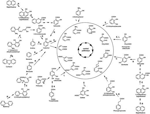 Aerobic metabolism of selected aromatics via di- or trihydroxylated intermediates. Reactions catalyzed by Rieske non-heme iron oxygenases are indicated by R, those catalyzed by extradiol dioxygenases of the vicinal chelate superfamily by an E, those catalyzed by enzymes of the LigB superfamily by an L and those catalyzed by enzymes of the cupin superfamily by a C. Ring-cleavage products are channeled to the Krebs cycle via central reactions.