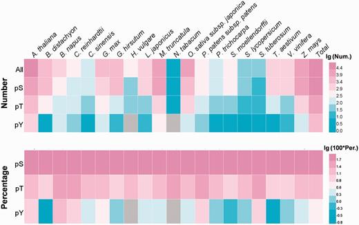 The heatmap for the distribution of site numbers and percentages for phosphoserine (pS), phosphothreonine (pT) and phosphotyrosine (pY) in different species.