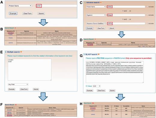 The search options in the dbPPT database. (A) dbPPT can be queried with a simple keyword. (B) The results of simple search for ‘snrk2’ in the area ‘Protein Name’. (C) Advanced search allows users to perform a complex search using multiple keywords in several areas and three operators including ‘and’, ‘or’ and ‘exclude’. (D) Advanced search result of ‘SnRK2’ in wheat while its full-length sequence was retrieved from UniProt. (E) Multiple search allows user to search multiple keywords in one query event. (F) The results of searching ‘C8CBK4’ and ‘SnRK’ in any field. (G) BLAST search was implemented for search similar phosphoproteins with FASTA format protein sequence. (H) BLAST search for SNF1-type serine–threonine protein kinase in wheat.