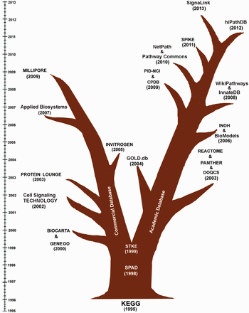  Evolutionary tree of the existing and active signaling pathway databases. This figure clearly depicts that KEGG, SPAD and STKE can be thought as the pioneers in the field of the development of human cell signaling databases. In the subsequent years, the evolution of human cell signaling databases is mainly led by the ‘Commercial Groups’ and several ‘Academic Groups’. The first commercial database, BIOCARTA and GENEGO were launched in 2000. In the subsequent years, several databases, like Cell Signaling TECHNOLOGY (2002), PROTEIN LOUNGE (2003), INVITROGEN (2005), Applied Biosystems (2007) and MILIPORE (2009) were also started to provide human cell signaling data freely to the users. By integrating the signaling pathway components with corresponding antibodies, drugs and inhibitor molecules, these commercial databases are promoting the bench biologists to order and purchase those products more conveniently from their websites. On the other hand, the evolution of the other branch of the human cell signaling database is been continuously developed and monitored by several academic research groups across the world. Since 1995, almost each year, on an average one or two such databases are launched. The objectives of these databases are wider than the commercial databases and are not only restricted to the pathway data annotation and presentation but also to the analysis of cross talks of multiple pathways, drug target identification, in silico simulation, development of computer readable pathway data sharing process and pathway analysis, etc. 