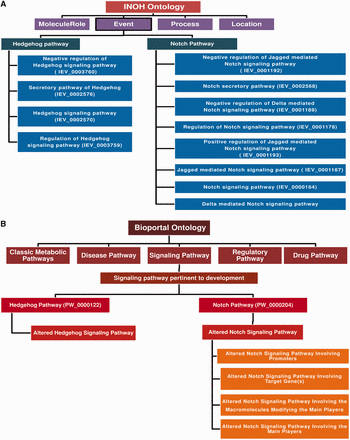 Pathway ontology used by INOH and Pathway Ontology portal. ( A ) INOH-based ontology uses the ontology or hierarchical formats to annotate the curated signal transductions and metabolic pathways in BioPAX and INOH formats. ‘MoleculeRole’, ‘Process’, ‘Location’ and ‘Event’ are four types of ontological terminologies, which are used by this database. Under the ‘Event’ category, all the pathways are annotated and each pathway is then further categorized into several sub-categories according to their molecular functions. For example, the Hedgehog pathway is divided into four sub-categories: ‘Negative regulation of Hedgehog pathway’, ‘Secretory Hedgehog pathway’, ‘general Hedgehog pathway’ and ‘Regulation of Hedgehog pathway’. For each category, there is also a unique ID number present, which classifies a pathway according to its various molecular functions. ( B ) ‘Bioportal: Pathway Ontology’ ( http://bioportal.bioontology.org/ontologies/PW ) forms the ontological tree by using the conceptual terminologies: ‘classic metabolic pathway’, ‘disease pathway’, ‘drug pathway’, ‘regulatory pathway’ and ‘Signaling pathway’. The signaling pathway is further divided into various categories, such as ‘calcium mediated’, ‘adhesion based’, ‘G-protein mediated’ and ‘Developmental process’. Hedgehog and Notch pathways are kept under the ‘signaling pathways pertinent to development’ category. Furthermore, a unique ID is provided for each pathway with its sub-categories in the ontology tree. Here, the altered pathways for each pathway is also considered and kept under different classification, which in turn helps to distinguish the normal and its altered counterpart. For example, in case of Notch signaling pathway, it is classified as the possible alteration of Notch pathway by several factors such as by promoters, target genes and macromolecules and each altered pathway are assigned with different ID numbers.