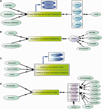 Existing and proposed cross referencing of pathway information. The arrows, black, dotted black and blue, signify the manual curation, hyper-links and proposed cross-referencing (hyper-linking), respectively. ( A ) NetPath, BioModels and Pathway Commons manually annotate each interaction of a pathway, whereas CPDB uses other PPI databases (e.g. MINT and BIOGRID) for the annotation of each reaction. On the other hand, iRefIndex, a non-redundant protein interaction database can also be used to annotate the interaction with its specific ID. ( B ) KEGG and Applied Biosystems have their own collated data to map the disease-specific information with the pathways, but the others, like NetPath, WikiPathways, BIOCARTA, etc., use another disease database OMIM. ( C ) SignaLink, REACTOME and CPDB provide the manually collated tissue-specific m-RNA or protein expression data along with the pathway information. Here, it is also proposed that the data from the databases, like BLOTBASE and LOMA, can also be used to annotate such type of data with the pathway information. ( D ) The manually collated in silico model including rate parameters and kinetic data is provided by only two databases, BioModels and DOQCS, whereas to provide only the reaction graphs or schema, computer readable files, such as SBML, BioPAX and SBGN are provided by most of the databases. These computer readable files can further be used to develop in silico models of pathway through other third party software. In that case, users have to manually include the mathematical rules and kinetic rate parameters, etc. in those file formats.