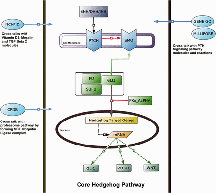 Core Hedgehog pathway and its cross talks. Schematic shows the cross connection of the core Hedgehog pathway (taken from KEGG) with the other pathways and molecules [e.g. Parathyroid hormone (PTH) signaling pathway, proteasome pathway, Vitamin D3, Megalin and TGFβ2 molecules], which are considered in different databases, such as NCI-PID, CPDB, GENE GO and MILLIPORE. Hence, the number of pathway components of this pathway varies significantly within these databases.