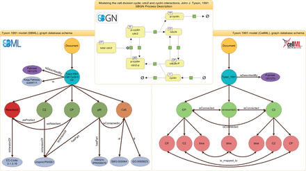 Representations of the Tyson 1991 model. The SBGN (top) representation shows the process description for the Tyson 1991 model. The representation of the SBML model inside the graph database is shown on the left, the representation of the CellML model is shown on the right. The document node is colored in yellow, model nodes in blue, annotation nodes in silver and publication nodes in purple. For the SBML representation, reaction nodes are red, species nodes are dark green and compartment nodes are brown. For the CellML representation, component nodes are light green and variables are light red. The figure shows only an excerpt of the model representation, for example many nodes and edges are omitted in favor for readability.