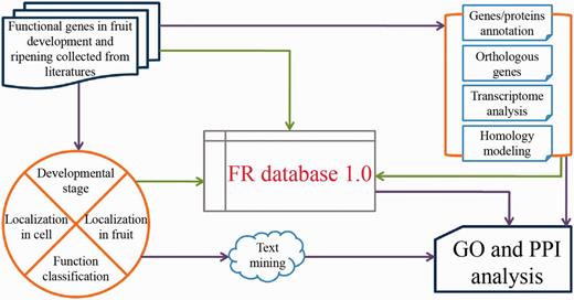 FR database 1.0 scheme.