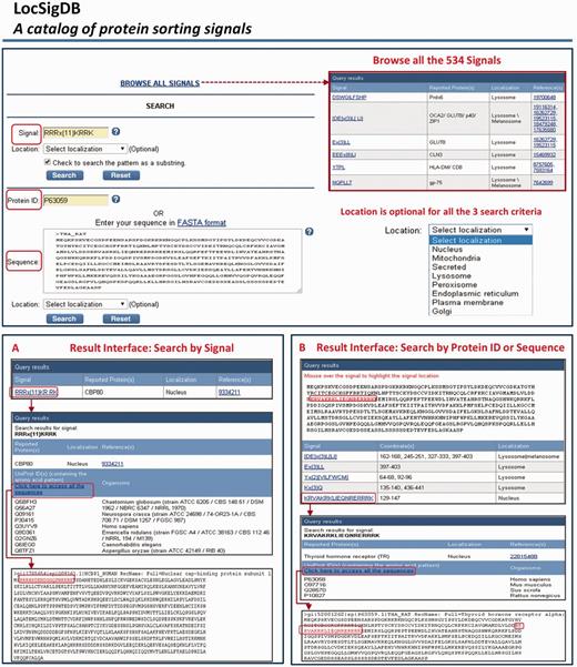 An overview of the query and the search results interface in LocSigDB. LocSigDB provides three search functions to retrieve the localization signal information. (A) Query using a signal displays links to all the available descriptors for the signal in question; (B) Query by a protein ID or protein sequence (FASTA format) will retrieve corresponding sequence from the public database. The sequence is displayed in the results interface and the user can mouse over the corresponding signals identified in the protein, while highlighting the signal coordinates in red on the protein sequence. Each signal is in turn linked to the signal attribute window that displays the annotations for that signal.