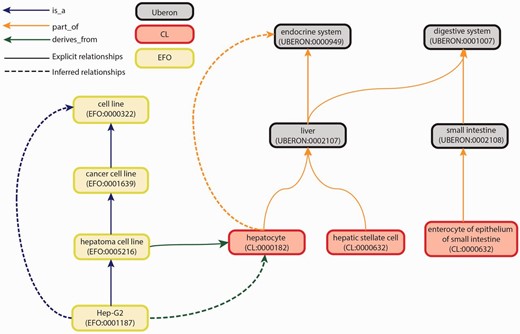 Graph view of integration of Uberon, CL and EFO. The graph view shows some of the relationship types and paths that can be traversed from child to parent terms. These relationships are either explicit or inferred. Explicit relationships are connections that are defined between two terms in the ontology. The integration of the three ontologies uses three relationships: is_a, part_of and derives_from. The is_a relationship indicates that one entity is a subtype of another entity (e.g. Hep-G2—EFO:0001187 is a type of hepatoma cell line—EFO:0005216). The part_of relationship indicates a part-whole relationship, such that an child term is fully and always contained within the parent term (e.g. all hepatocytes—CL:0000182 are found in the liver—UBERON:0002107). The derives_from relationship indicates that the child term succeeds parent term over some temporal divide, such that at least a significant biological portion is inherited (e.g. hepatoma cell lines—EFO:0005216 are cancerous hepatocyte cells—CL:0000182). Inferred relationships are connections between two terms that are transitively reasoned via the explicit relationships. Transitive relationships remain true across multiple links of the relationships. For example, as the Hep-G2 cell line is a type of hepatoma cell line that is derived from hepatocytes, an inferred relationship can be made that the Hep-G2 cell line is also derived from the hepatocytes.