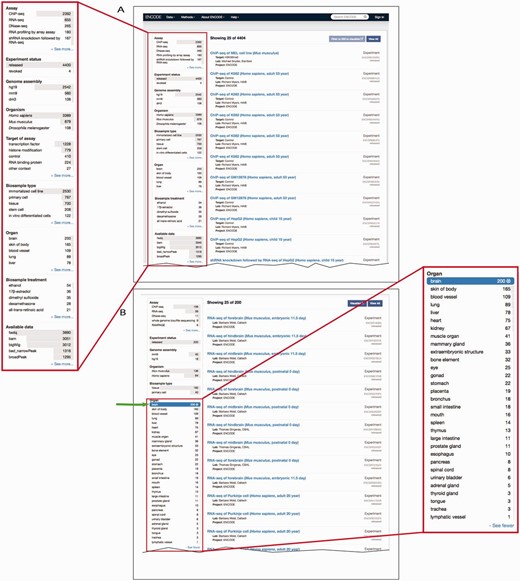 Filtering search results using facets. ( A ) A subset of facets for experimental assays is highlighted in the left column of the interface ( https://www.encodeproject.org/search/?type=experiment ). The ‘Assay’ facet displays the term name for annotations of an experiment to an OBI term id. ‘Experiment status’ indicates the state of the experiment record in the database. The ‘Organ’ facet represents the biosample slim described in the text describes the anatomical structure. The ‘Biosample treatment’ facet displays the term names for treatments, some of which are annotated to ChEBI. Lastly, the ‘Available data’ facet describes the data file types that are available for download from the ENCODE portal. ( B ) In this example, the user has expanded the ‘Organ’ facet and selected ‘brain’. To the right are all the available experiments on biological samples annotated to a specific term in Uberon, CL or EFO that slims to the parent term brain—UBERON:0000955.