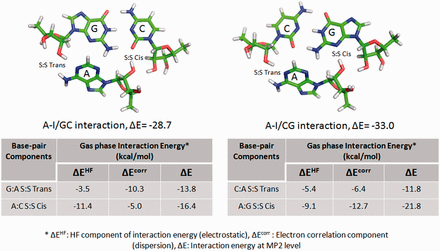 Intrinsic interaction energy of A-I/CG triad (top right) is higher than that of A-I/GC triad (top left), though the latter shows greater stability during simulation. This may be explained (cf. text) in terms of the variation in contribution of the correlation term (dispersion) for G:A S:S Trans base pair in the A-I/GC triad, and that for the C:A S:S Trans base pair in the A-I/CG triad. Images and table are adapted from Réblová et al. ( 52 ).