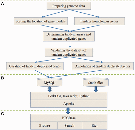  Schematic illustration of the PTGBase sitemap. ( A ) Analysis flowchart to generate the tandem arrays and tandem duplicated genes. ( B ) Diagram of the PTGBase web server. ( C ) Web interface of the PTGBase sitemap. 