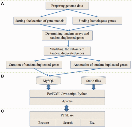 Schematic illustration of the PTGBase sitemap. ( A ) Analysis flowchart to generate the tandem arrays and tandem duplicated genes. ( B ) Diagram of the PTGBase web server. ( C ) Web interface of the PTGBase sitemap.