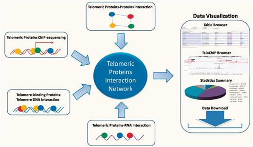 An overview of TeloPIN framework. 1111 Protein–Protein Interaction (PPI), 8 ChIP-seq data, 1390 telomere-binding proteins and 183 TERRA-interacting proteins were compiled and analyzed. All results were deposited and can be downloaded from MySQL databases and displayed in table or TeloChIP browser.