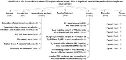 Example of sections and subsections in an article. There are as many nodes as headings in an article. However, the number of actual subsections in an article can be lower if no text is found between two headings (e.g., Results subsection does not exist because there is no text under the Results heading and before the ‘PP1 association with PLN and effect of PKA’ heading).