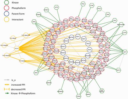 显示eFIP结果的网络来自癌症相关论文，其中14‐3‐3是相互作用体。
