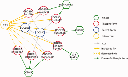 Interactions of CDC25 phosphoforms with 14‐3‐3 proteins in a cancer context.