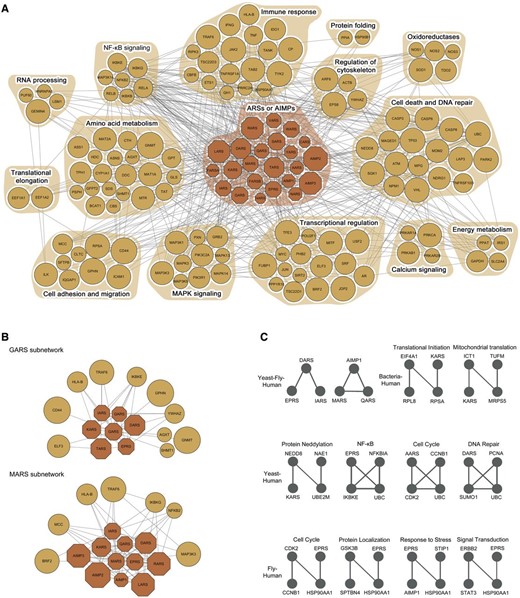  Evolutionarily conserved motifs in the ARS/AIMP network model. ( A ) ARS/AIMPs cancer network model showing 23 ARS/AIMPs and 123 first neighbor CAGs. Colored nodes represent ARS/AIMPs (dark orange) and their first neighbors (orange). Node sizes represent the average deregulation scores in the 10 cancer types (Materials and Methods). Nodes were grouped, such that the nodes involved in the same cellular process, according to gene ontology biological process annotations, belonged to a functional module denoted by the orange background. ( B ) Two key functional modules identified using the random walk-based method. ( C ) Evolutionarily conserved motifs in the ARS/AIMP network models constructed in human, fly, bacteria and yeast. The motifs conserved between human and the other three species were shown. 
