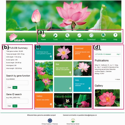  The interface of LOTUS-DB. ( a ) The navigation toolbar contains the main icons for the function of the website. ( b ) The sequences retrieval and genes search area. ( c ) Frequently used tools. ( d ) News, publications and gallery photos show. 