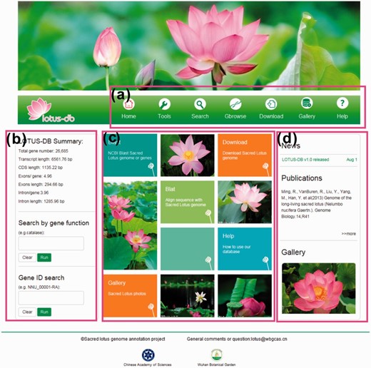 The interface of LOTUS-DB. ( a ) The navigation toolbar contains the main icons for the function of the website. ( b ) The sequences retrieval and genes search area. ( c ) Frequently used tools. ( d ) News, publications and gallery photos show.