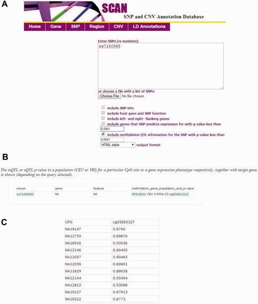 Interface of the updated SCAN database. ( A ) The SNP-focused interface is shown as an example. The updated SCAN supports both gene and SNP-focused queries. Users may specify significance level for the mQTL data (up to nominal P  < 0.01). Batch queries are allowed. ( B ) An example for the output from a SNP-focused query is shown. The mQTL or eQTL P value in a population (CEU or YRI) for a particular CpG site or a gene expression phenotype respectively, together with target gene, is shown (depending on the query selected). CEU, Caucasian residents from Utah, USA; YRI, Yoruba people from Ibadan, Nigeria. ( C ) An example for the individual methylation level data (normalized β-values) accessed through the CpG identifier.