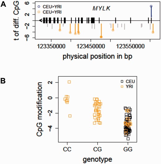  Detecting mQTL for population-specific CpGs - MYLK as an example. ( A ) The distribution of population-specific CpG sites in MYLK is shown. In total, 52 CpG sites in MYLK were profiled on the Illumina 450K array. At FDR<1%, eight CpG sites were characterized as differentially modified between the CEU and YRI samples. ( B ) An mQTL for a population-specific CpG in MYLK is shown. The allele C of an intronic SNP in MYLK (rs6438808) was found to be associated ( P  = 5.40e−10) with higher modification level of a gene body CpG (Illumina probe ID: cg12235788), explaining the higher modification levels in the YRI samples. CEU, Caucasian residents from Utah, USA; FDR, false discovery rate; MYLK, myosin light chain kinase; YRI, Yoruba people from Ibadan, Nigeria. 