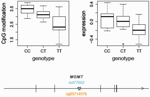  An integrative analysis of mQTL and eQTL - MGMT as an example. The temozolomide-associated SNP, rs477692, is an mQTL for MGMT gene body (Illumina probe ID: cg05714579) cytosine modification levels ( P  = 1.57e−7) and an eQTL for MGMT ( P  = 0.0001) expression in the CEU samples. The arrow indicates the transcription direction of MGMT. The triangle indicates the QTL position ( cis -acting). The cross indicates the CpG location. MGMT, O6 -methylguanine-DNA methyltransferase. 
