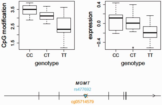An integrative analysis of mQTL and eQTL - MGMT as an example. The temozolomide-associated SNP, rs477692, is an mQTL for MGMT gene body (Illumina probe ID: cg05714579) cytosine modification levels ( P  = 1.57e−7) and an eQTL for MGMT ( P  = 0.0001) expression in the CEU samples. The arrow indicates the transcription direction of MGMT. The triangle indicates the QTL position ( cis -acting). The cross indicates the CpG location. MGMT, O6 -methylguanine-DNA methyltransferase.