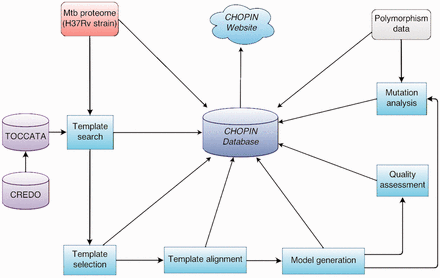 Overview of the CHOPIN modelling pipeline.
