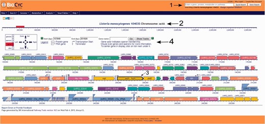  Screenshot of the L. monocytogenes 10403S PGDB genome browser tool. Users can run a quick search for gene names, gene locus, protein name, pathways, reactions or compounds, can login to their private account or create one, which allows the creation and utilization of groups to be analyzed within the database and change the database to be viewed (arrow 1). In the example shown here, the virulence gene actA was selected (arrow 2) and is centered and highlighted within the genome browser window (arrow 3). On top of the genome browser window, users can zoom in and out, move upstream (left) or downstream (right) in the chromosome, select a specific coordinate or gene and have a legend explaining the differences across colors and shapes (arrow 4). Contiguous genes with the same color are part of the same transcription unit (i.e. operon). Transcription start sites are shown as arrows upstream the respective transcription units. 