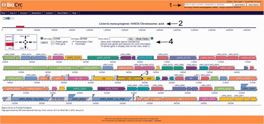 Screenshot of the L. monocytogenes 10403S PGDB genome browser tool. Users can run a quick search for gene names, gene locus, protein name, pathways, reactions or compounds, can login to their private account or create one, which allows the creation and utilization of groups to be analyzed within the database and change the database to be viewed (arrow 1). In the example shown here, the virulence gene actA was selected (arrow 2) and is centered and highlighted within the genome browser window (arrow 3). On top of the genome browser window, users can zoom in and out, move upstream (left) or downstream (right) in the chromosome, select a specific coordinate or gene and have a legend explaining the differences across colors and shapes (arrow 4). Contiguous genes with the same color are part of the same transcription unit (i.e. operon). Transcription start sites are shown as arrows upstream the respective transcription units.