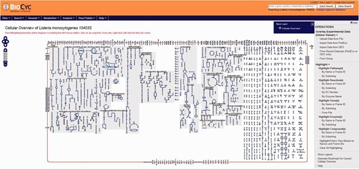 Screenshot of the cellular overview page. The graphic represents all reactions, including transport of compounds across the membrane, predicted to be carried out by the cell. Reactions are represented by blue lines. Different compounds are represented by different geometrical shapes. The compounds are: amino acids (pointing up triangles); carbohydrates (squares); proteins (diamonds); purines (vertical ellipses); pyrimidines (horizontal ellipses); cofactors (pointing down triangles); tRNAs (tee); and other (circles). Transport reactions are shown along the cell membrane (as reddish rectangle). Pathways are shown with background gray shading. Reactions that do not belong to a specific pathway are shown at the right side of the picture with no background gray shading.