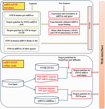 The overview schema of the database and online tools in miRNASNP v2.0.