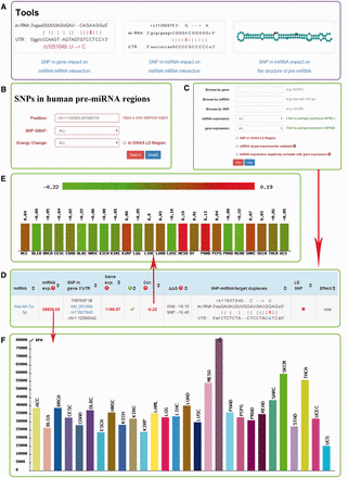  Screenshot of miRNASNP v2.0. ( A ) Three analysis tools. ( B ) The multiple filters for target gain/loss. ( C ) The multiple filters for SNPs in pre-miRNAs. ( D ) The results of target loss. ( E ) Expression correlation between miRNA and mRNA. ( F ) miRNA expression in different diseases. 