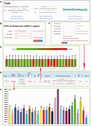 Screenshot of miRNASNP v2.0. ( A ) Three analysis tools. ( B ) The multiple filters for target gain/loss. ( C ) The multiple filters for SNPs in pre-miRNAs. ( D ) The results of target loss. ( E ) Expression correlation between miRNA and mRNA. ( F ) miRNA expression in different diseases.