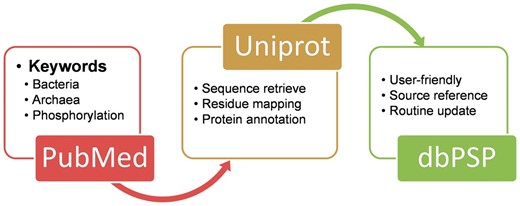 The schema of the construction processes and contents for the dbPSP database.