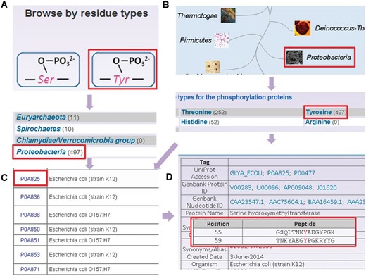  The browse options of dbPSP database. ( A ) Browse option by residue types. ( B ) Browse option by phyla. ( C ) The tyrosine phosphorylated phosphoprotein list in. ( D ) The detailed information of phosphorylated serine hydroxymethyltransferase from E. coli (strain K12). 