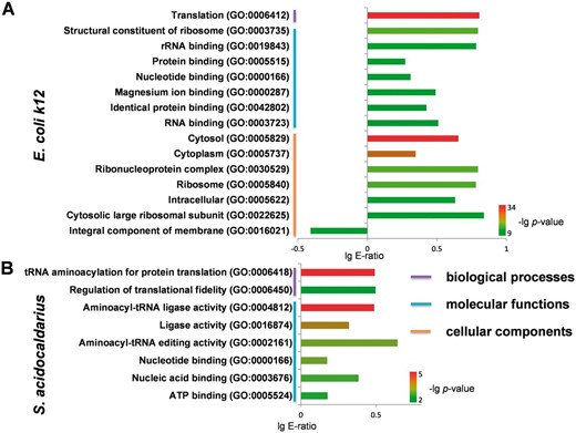  Statistical analyses of GO annotation for phosphoproteins in E. Coli k12 and S. acidocaldarius.  ( A ) The enriched GO terms for phosphoproteins in E. Coli k12 . ( B ) The enriched GO terms for phosphoproteins in S. acidocaldarius . 