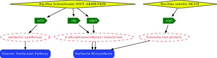 Surfactin biosurfactant biosynthesis pathway. From the top to bottom: Organisms (yellow diamond), genes (green arrow), proteins (red dashed circle) and pathway (blue ribbon).
