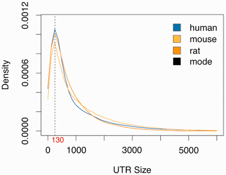 Distribution of known 3′-UTR sizes for human, mouse and rat. The statistical mode for human (142 bp), mouse (131 bp) and rat (122 bp). The average of these three values, which is ∼130 bp, was used from unknown 3′-UTRS.