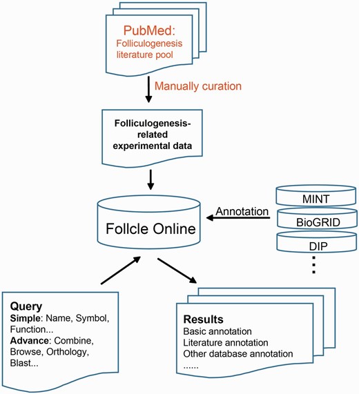 Follicle Online Database scheme.