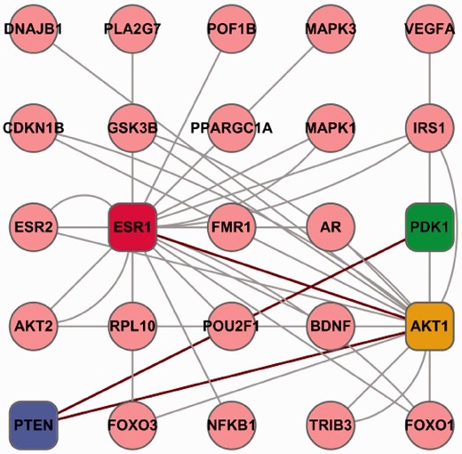 An example of potential protein network of folliculogenesis. The proteins in square frame (ESR1, PDK1, AKT1 and PTEN) are reported to participate in folliculogenesis. The proteins in circle are predicted to interact with the four proteins (in square boxes) either directly or indirectly. Red lines represents the experimentally verified interactions. Although the grey line shows the predicted interactions of proteins by our database.