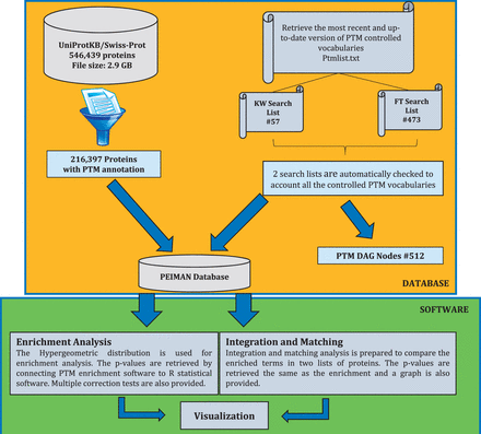 The schematic procedure to exploit PTM information. This figure shows the undertaken procedure to create the ‘ PEIMAN Database’ , necessary for PTM enrichment and visualization. The complete downloaded UniProtKB/Swiss-Prot database, which was manually reviewed and consists of 546 439 proteins (October 2014), was selected. Filtering process just returns back the ID, AC, OS, CC, KW, FT and DR for protein with PTM annotations, necessary for enrichment and save them in ‘216,397 proteins with PTMs annotation’ table. ‘PEIMAN Database’ has all the necessary information about a protein which is required for enrichment and visualization. The total number of proteins with PTM annotation is 216 397.