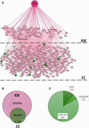 ( A ) The constructed DAG is also depicted in the figure. The DAG consists of three levels: PTM, KW and FT, respectively. Some of the nodes are shown as sample to explicitly demonstrate the DAG structure. For example, d -4-hydroxyvaline and d -valine are both categorized in FT list and are located at the third level of the DAG. Both of these terms are the child of d -amino acid which is categorized in KW list and is located at the second level of the DAG. ( B ) The information about 216 397 proteins which somehow have valuable PTM vocabulary is also depicted. The information about PTM type is saved in one of the two fields: KW or FT. 129 553 (60%) proteins have PTM annotations in KW and 4740 (2%) proteins have the vocabularies just in FT field. Number of proteins that have vocabularies both in KW and FT is 82 104 (38%). ( C ) We consider proteins having three types of PTM annotation namely, LIPID, CROSSLNK and MOD_RES in UniProt database which indicates changes in the structure of proteins. The frequency of proteins having MOD_RES, LIPID and CROSSLNK is 62 675 (83.07%), 8681 (11.53%) and 4091 (5.4%), respectively.