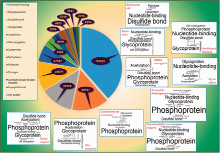  The frequency of PTM terms. The pie plot demonstrates that Nucleotide binding, Phosphoprotein and Disulfide bond have the highest frequency among other PTM vocabularies in UniProtKB/Swiss-Prot with frequencies 97 643, 36 917 and 32 930, respectively. The figure also provides the word clouds of PTM terms in 10 of the well-known model organisms namely H. sapiens , M. musculus , R. norvegicus , D. melanogaster , D. riero (Zebrafish), C. elegans , S. cerevisiae , A. thaliana , O. sativa (Rice) and E. coli . More details are presented in Supplementary File 2 . 
