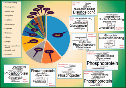 The frequency of PTM terms. The pie plot demonstrates that Nucleotide binding, Phosphoprotein and Disulfide bond have the highest frequency among other PTM vocabularies in UniProtKB/Swiss-Prot with frequencies 97 643, 36 917 and 32 930, respectively. The figure also provides the word clouds of PTM terms in 10 of the well-known model organisms namely H. sapiens , M. musculus , R. norvegicus , D. melanogaster , D. riero (Zebrafish), C. elegans , S. cerevisiae , A. thaliana , O. sativa (Rice) and E. coli . More details are presented in Supplementary File 2 .